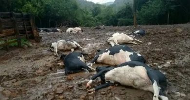 Descargas elétricas matam vacas e causam prejuízo de R$ 200 mil