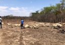 Fazenda onde mais de 130 cabeças de gado morreram de fome e sede é embargada, em Guarani de Goiás