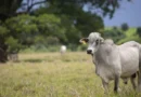 Preços da arroba do boi gordo avançam no Brasil; confira cotações