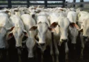 Boi: escalas de abate avançam e pressionam preços da arroba